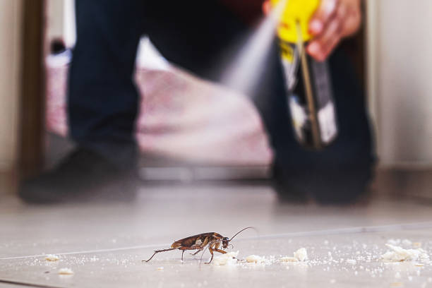 Best Flea Control Services  in Stewartville, MN