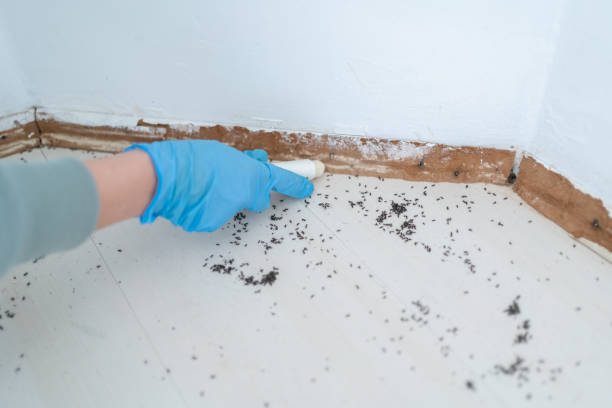 Reliable Stewartville, MN Pest Control Solutions